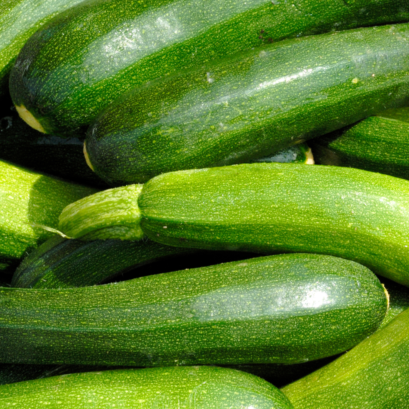 La courgette  Légumes maraîchers Prince de Bretagne